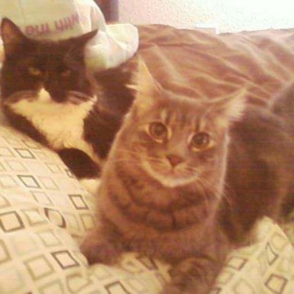 Orig. Art - Commissioned Painting Pumpkin 🎃 Cat - Picture 4 of 11